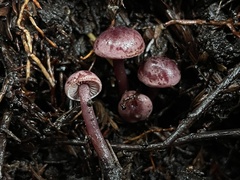 Pseudobaeospora deckeri