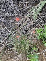 Castilleja affinis affinis