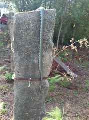 Natrix astreptophora