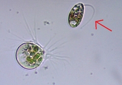 Euglenozoa