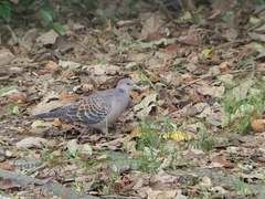 Streptopelia orientalis