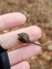 Zapatella quercusphellos