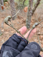 Zapatella quercusphellos