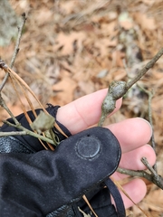 Zapatella quercusphellos