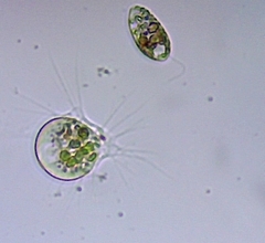 Euglenozoa
