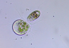Euglenozoa