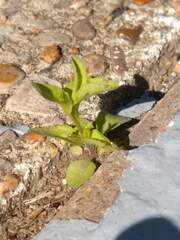 Triodanis