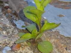 Triodanis