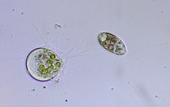 Euglenozoa