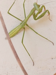 Pseudomantis albofimbriata