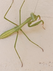 Pseudomantis albofimbriata