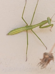 Pseudomantis albofimbriata