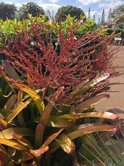 Aechmea blanchetiana