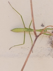 Pseudomantis albofimbriata