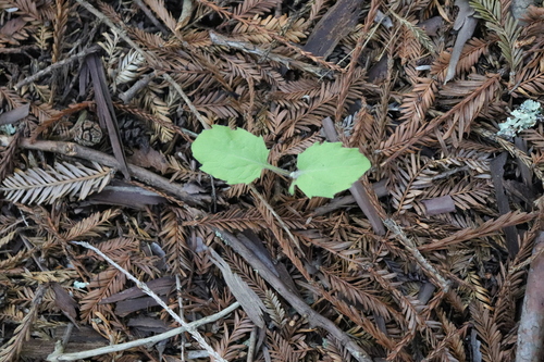 Rayless Arnica seedling
