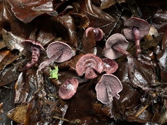 Pseudobaeospora deckeri