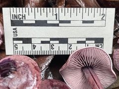 Pseudobaeospora deckeri