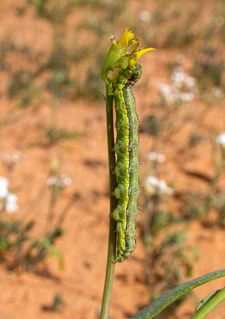 Corn Earworm Moth from Birdsville QLD 4482, Australia on August 11, 2003 at 1236 PM by Gunter