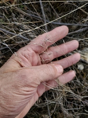 Bromus tectorum