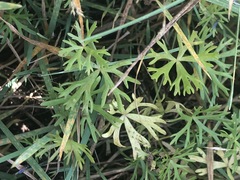 Ranunculus inundatus