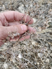 Cynoglossum officinale