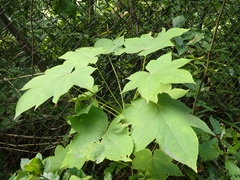 Kalopanax septemlobus