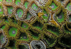 Zoanthus sansibaricus