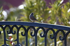 Junco hyemalis mearnsi