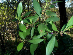 Myoporum boninense