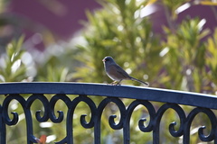 Junco hyemalis mearnsi