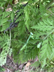 Pseudomantis albofimbriata