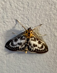 Anania hortulata