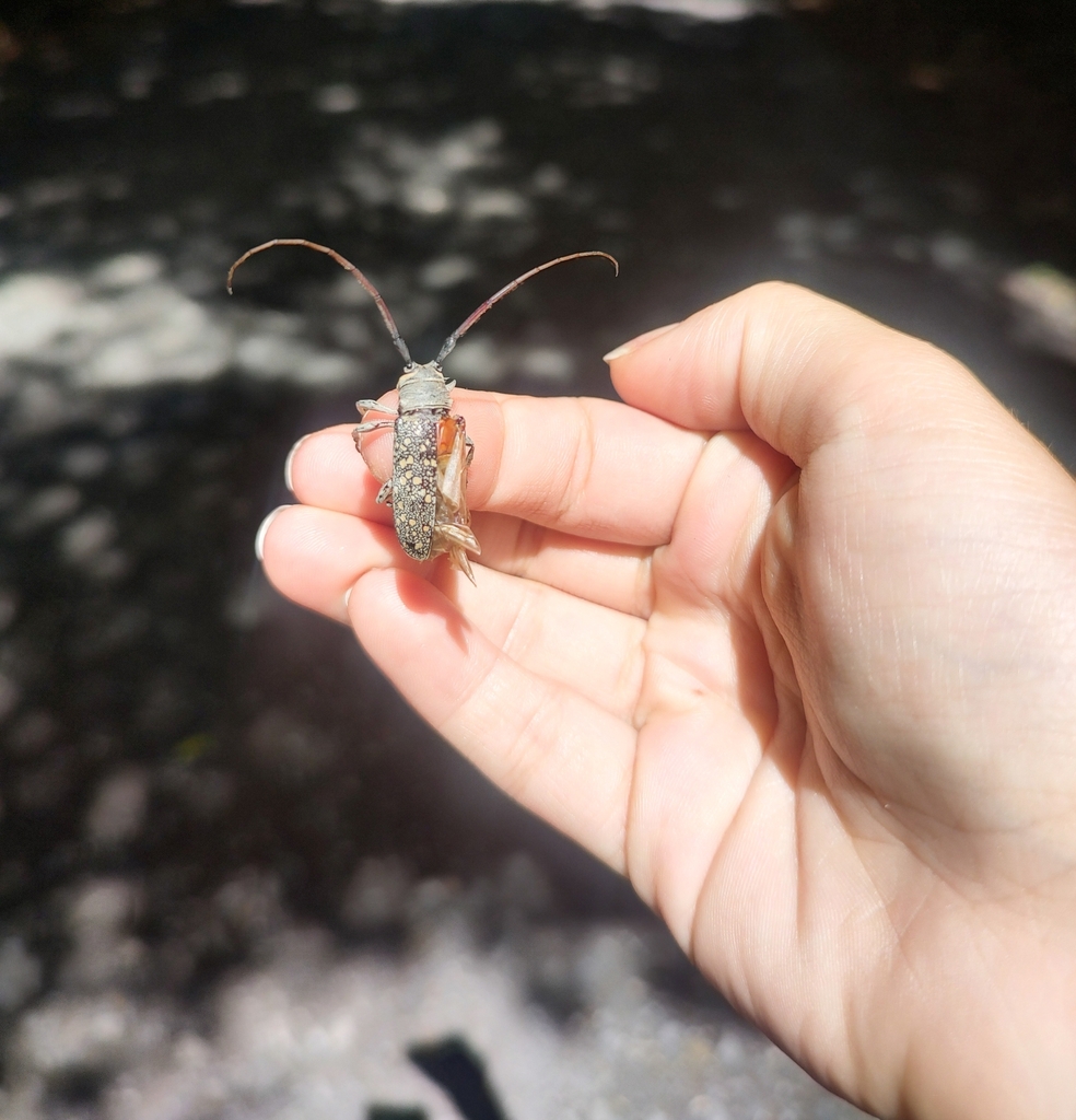 Lochmaeocles sladeni