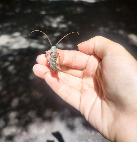 Lochmaeocles sladeni