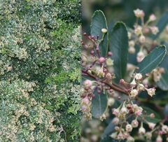 Noltea africana