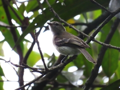 Nesotriccus incomtus