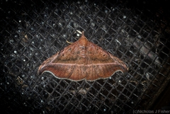 Corgatha ancistrodes