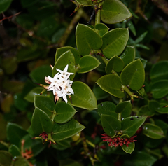 Natal Plum (Carissa bispinosa)