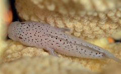 Spotted Coral Croucher photo 3