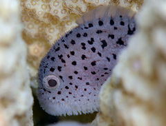 Spotted Coral Croucher photo 1