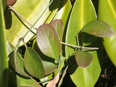 Vincetoxicum carnosum