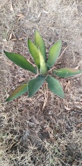 Agave salmiana
