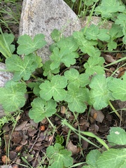 Sanicula crassicaulis