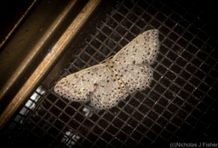 Idaea punctatissima