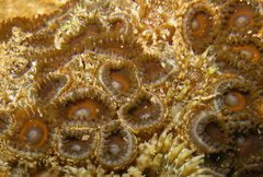 Zoanthus sansibaricus