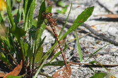 Archaeosynthemis orientalis