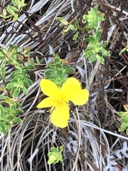 Hypericum microsepalum