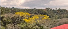Handroanthus ochraceus