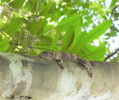 Uroplatus henkeli