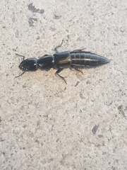 Thyreocephalus